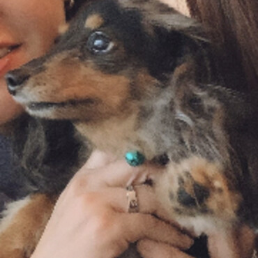 先住犬のもなかちゃん