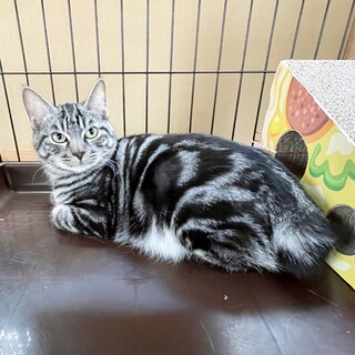 【アメショ柄】甘えん坊のアメ君