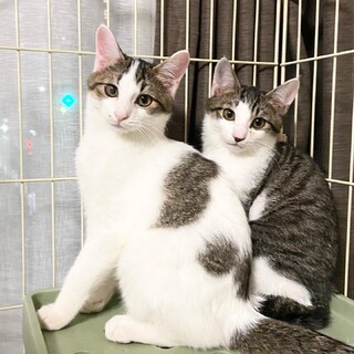 11/20保護ねこ譲渡会に参加❣️