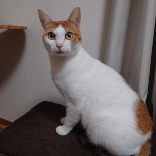 三毛猫　名前は「ここ」です　１歳8ヶ月