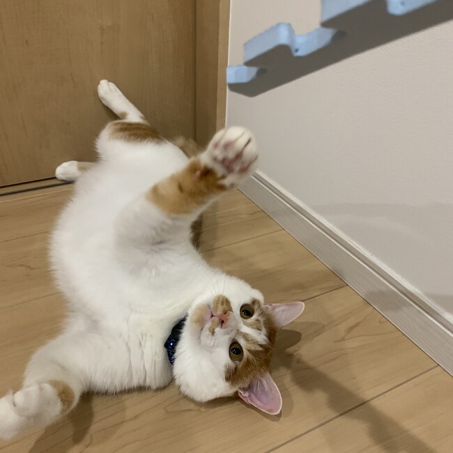 かなちいのカバー写真
