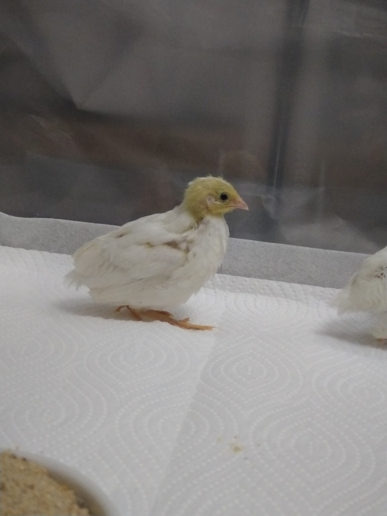白姫うずらの雛です 島根県 鳥の里親募集 ペットのおうち 月間利用者150万人