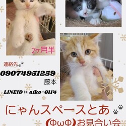 にゃんスペースとあ　ねこのお見合い会