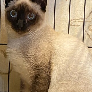 8か月くらいの男の子