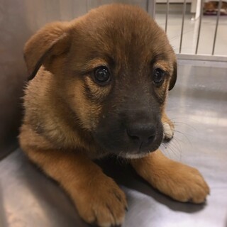 【相談中】くまちゃんみたいな　あつふじちゃん