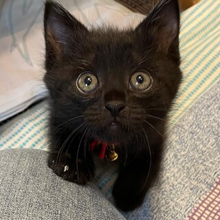 尻尾の短い黒猫　可愛いです