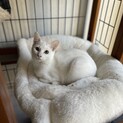 おっとり白猫「しろも」ちゃん家族募集
