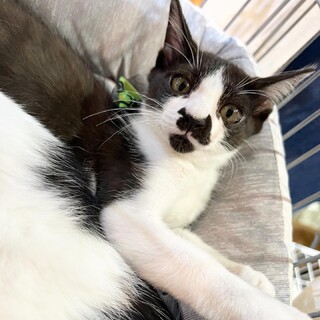 人馴れ抜群♪ちょびヒゲの5ヶ月のゴマちゃん。