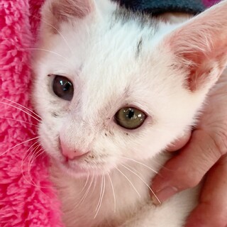 可憐な天使フェイスのおてんば姫！約2ヶ月