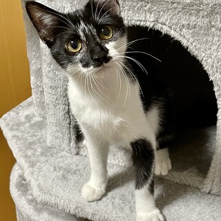 リス尻尾！甘えん坊の穏やかな白黒ちゃん❤️