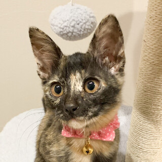 とっても賢くて美猫サビ柄★女子ライカ