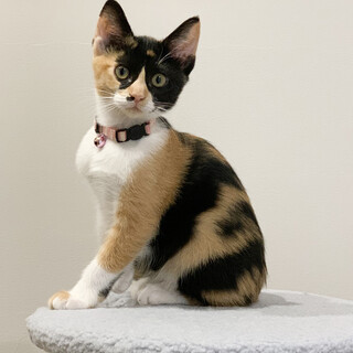 募集停止スリスリ三毛女子❤️みらい