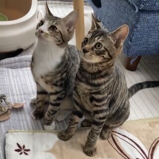 甘えん坊で元気な3兄妹