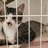 保護猫を迎えよう‼️♂️ サムネイル2