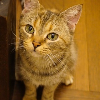 不思議な毛色のアメショ女の子、カヌレちゃん