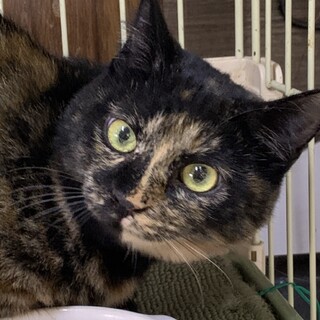 慎重派、ねこは好き　サビ猫ウランちゃん