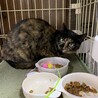 慎重派、ねこは好き　サビ猫ウランちゃん サムネイル2