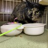 慎重派、ねこは好き　サビ猫ウランちゃん サムネイル3