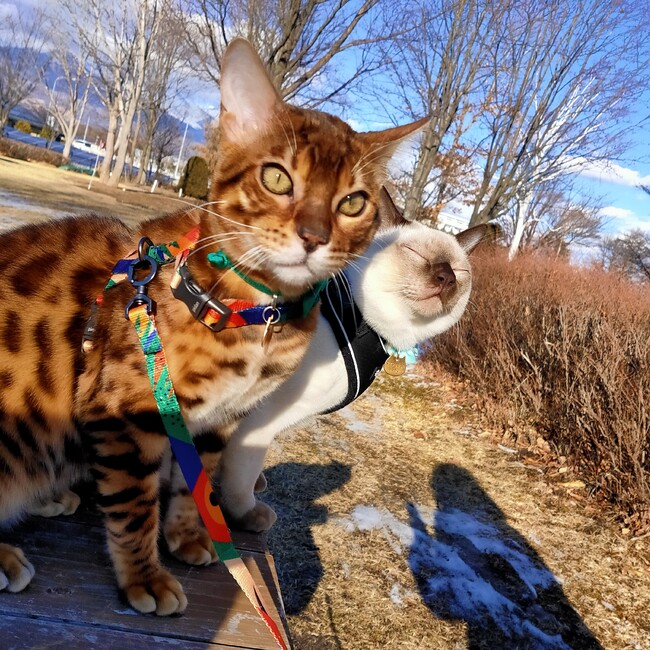 ピョン★のカバー写真