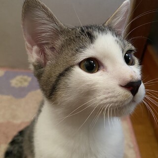 キジ白☆生後5ヶ月男の子