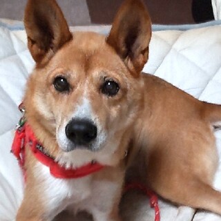 人が大好きな甘えん坊、穏やかな女の子パティ