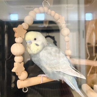 募集停止手乗り・おしゃべり （オス）セキセイインコ