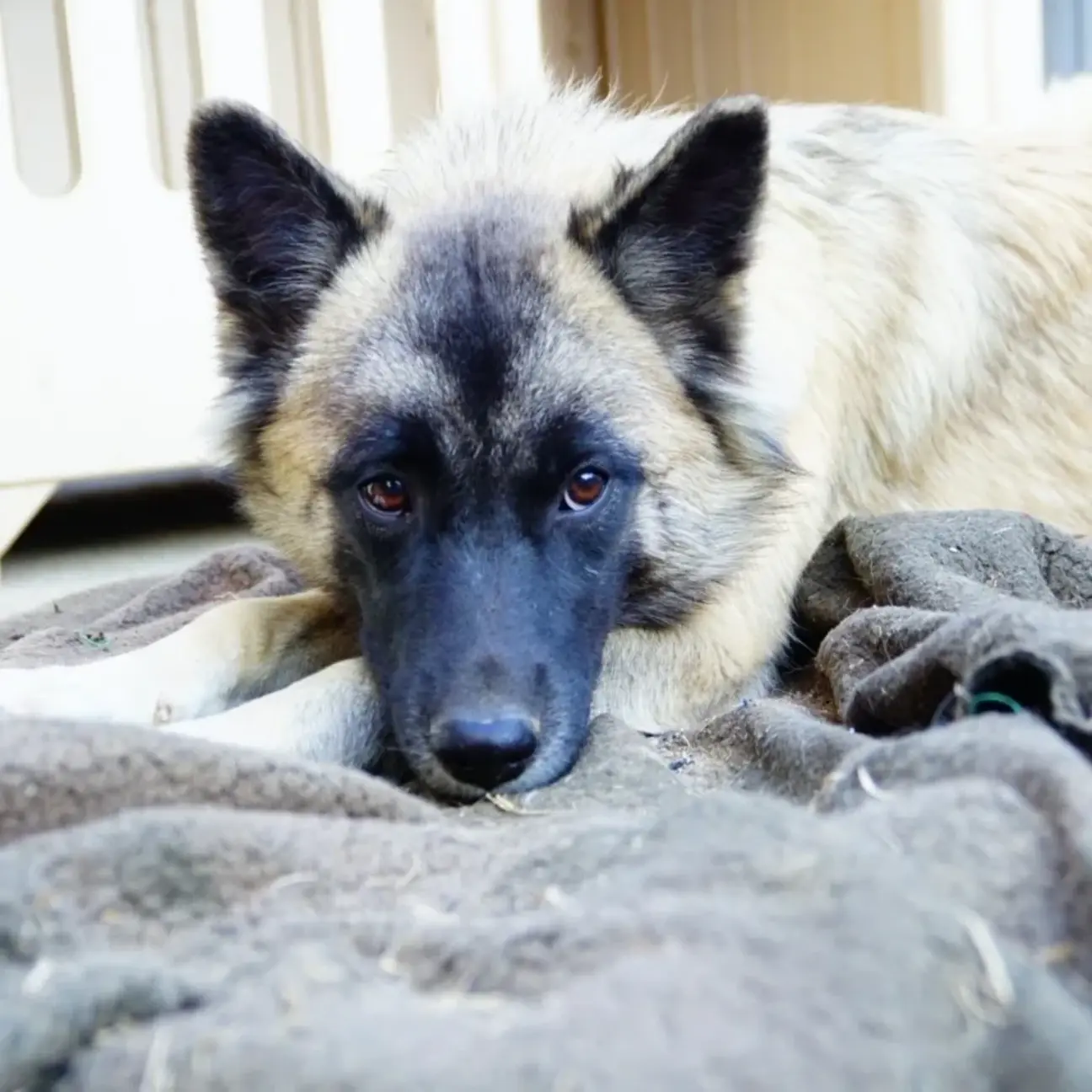 中毛の女の子 福岡県 犬の里親募集 ペットのおうち 月間利用者150万人