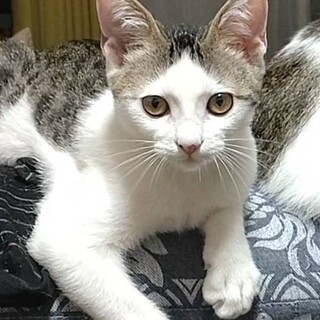 人にも犬にも懐くキジシロちゃん