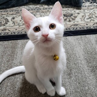 甘えん坊★モンブラン君