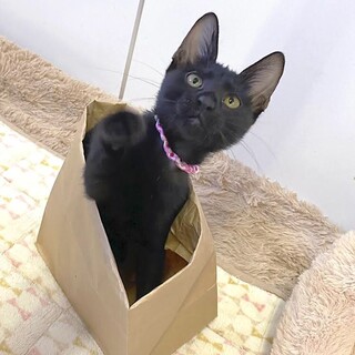 「面談予定」キュートな甘えっコ「ブルマ」ちゃん❤