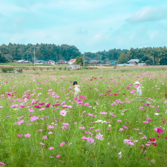 いのなつのカバー写真