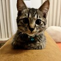 すりすりゴロゴロくんです