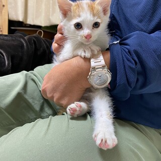 家の近くに捨てられていました