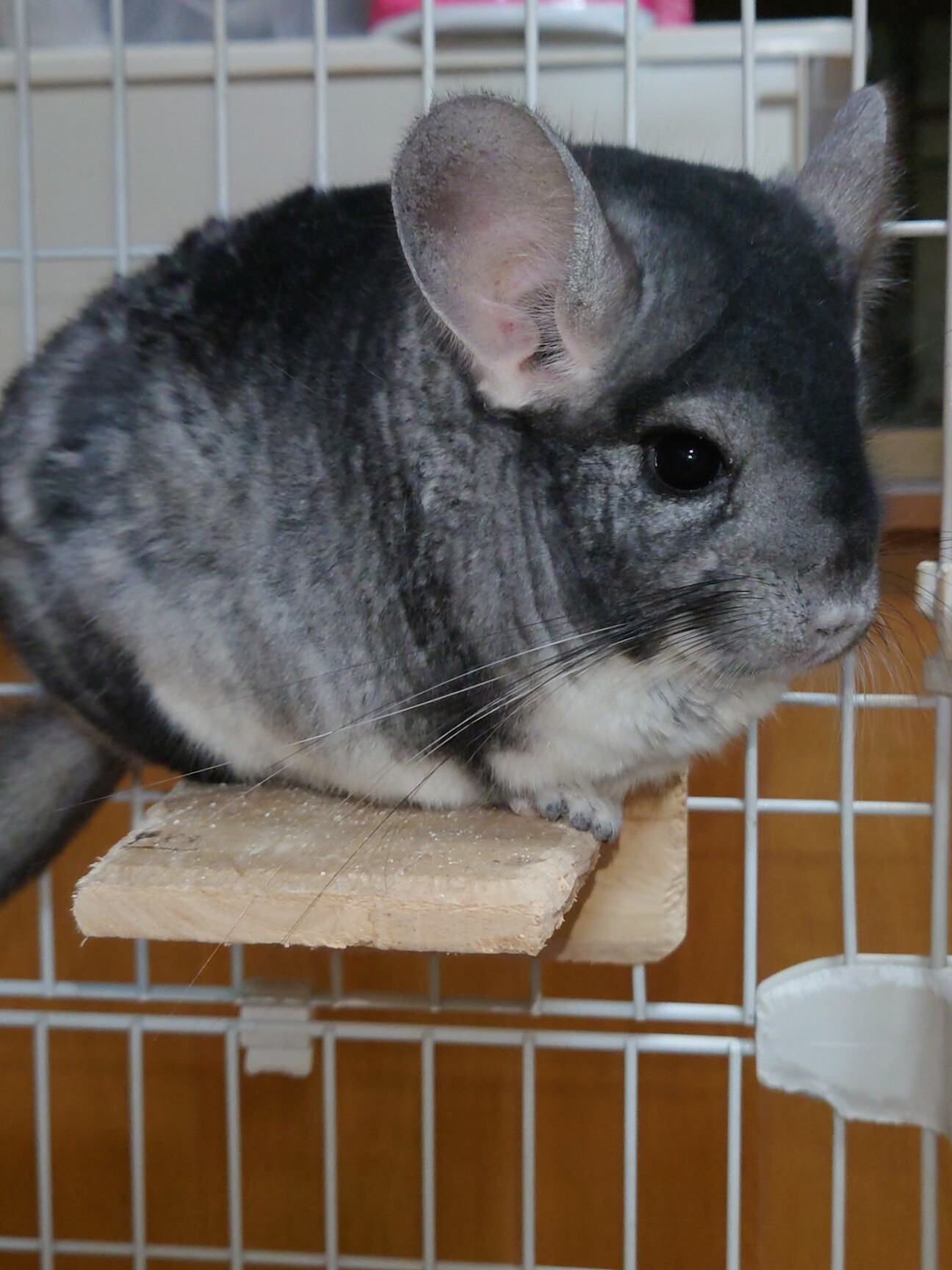 急募 チンチラ2匹 岡山県 小動物の里親募集 4397 ペットのおうち 月間利用者150万人