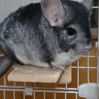 (急募)チンチラ2匹！