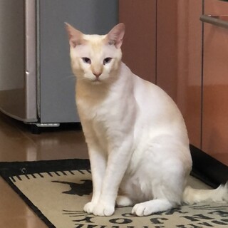 一歳、去勢済みの男の子です。