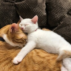 みんにゃの譲渡会･犬猫合同譲渡会