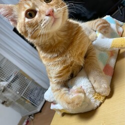 みんにゃの譲渡会･犬猫合同譲渡会 サムネイル2