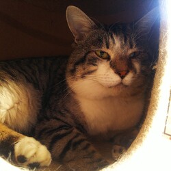 みんにゃの譲渡会･犬猫合同譲渡会 サムネイル3