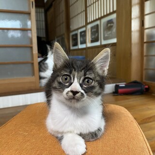 ふわふわ尻尾メガちゃん！！