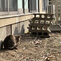 兄弟が轢かれひとりぼっちの子猫ちゃん