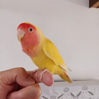 手乗りコザクラインコの里親募集中です