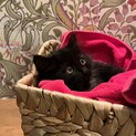 ふあふあ美しい黒猫くん2ヶ月