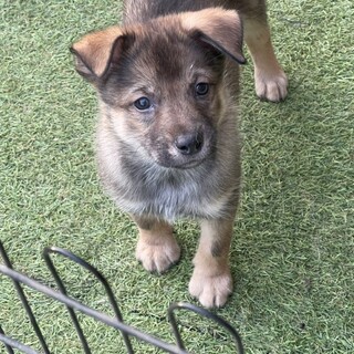 生後約2ヶ月半の子犬里親緊急募集