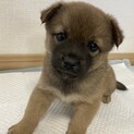 スピカ君里親様決定！