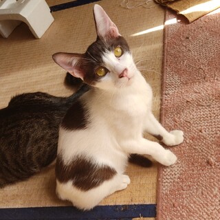 5月生まれ子猫/オス/焦げ茶白のハチワレ丸ぶち模様