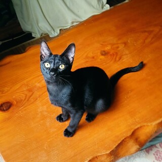 5月生まれの子猫/オス/短毛黒猫/去勢済/屋久島