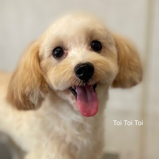 再募集！幼いマルプー、レオンの家族を募集します。