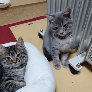 キジトラ＆グレーきょうだい