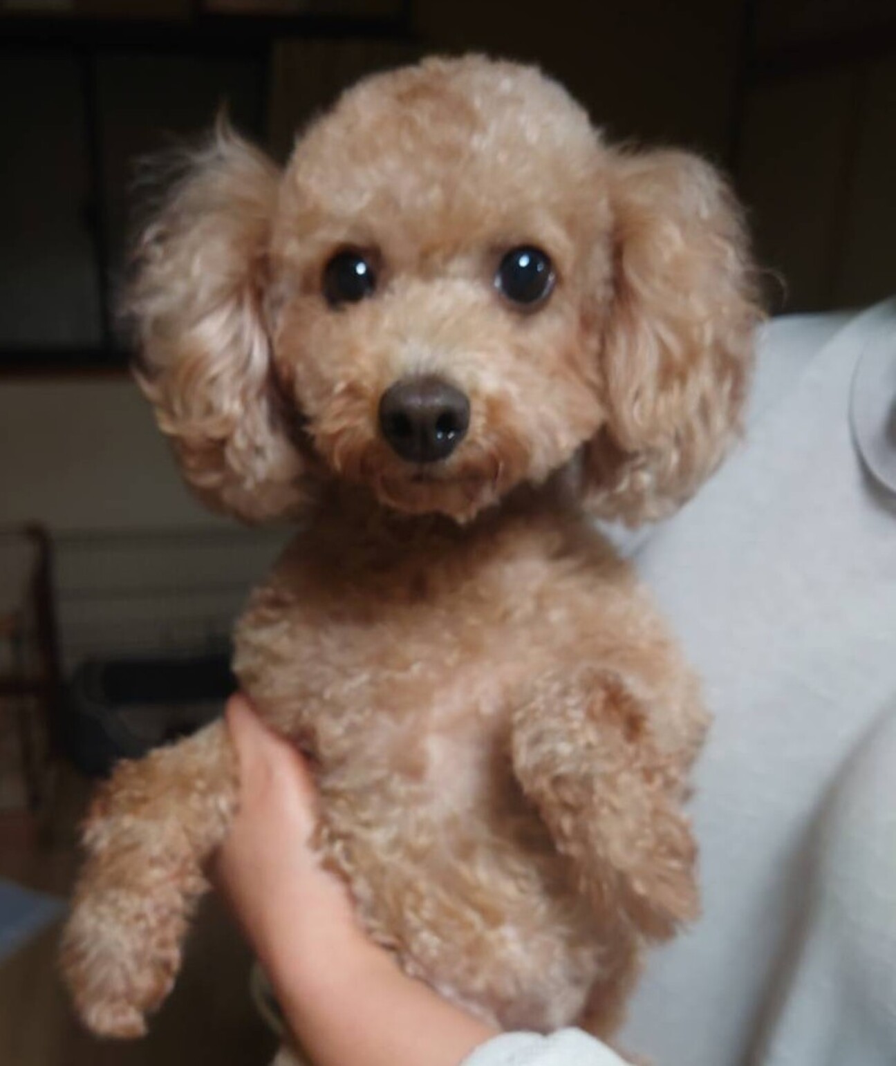 ビビりなトイプー パフの 東京都 犬の里親募集 ペットのおうち 月間利用者150万人
